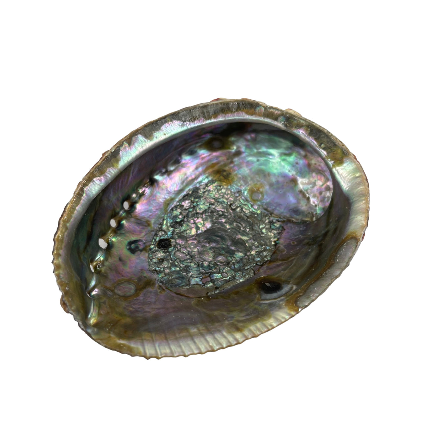 Abalone Shell Natural 5-6"